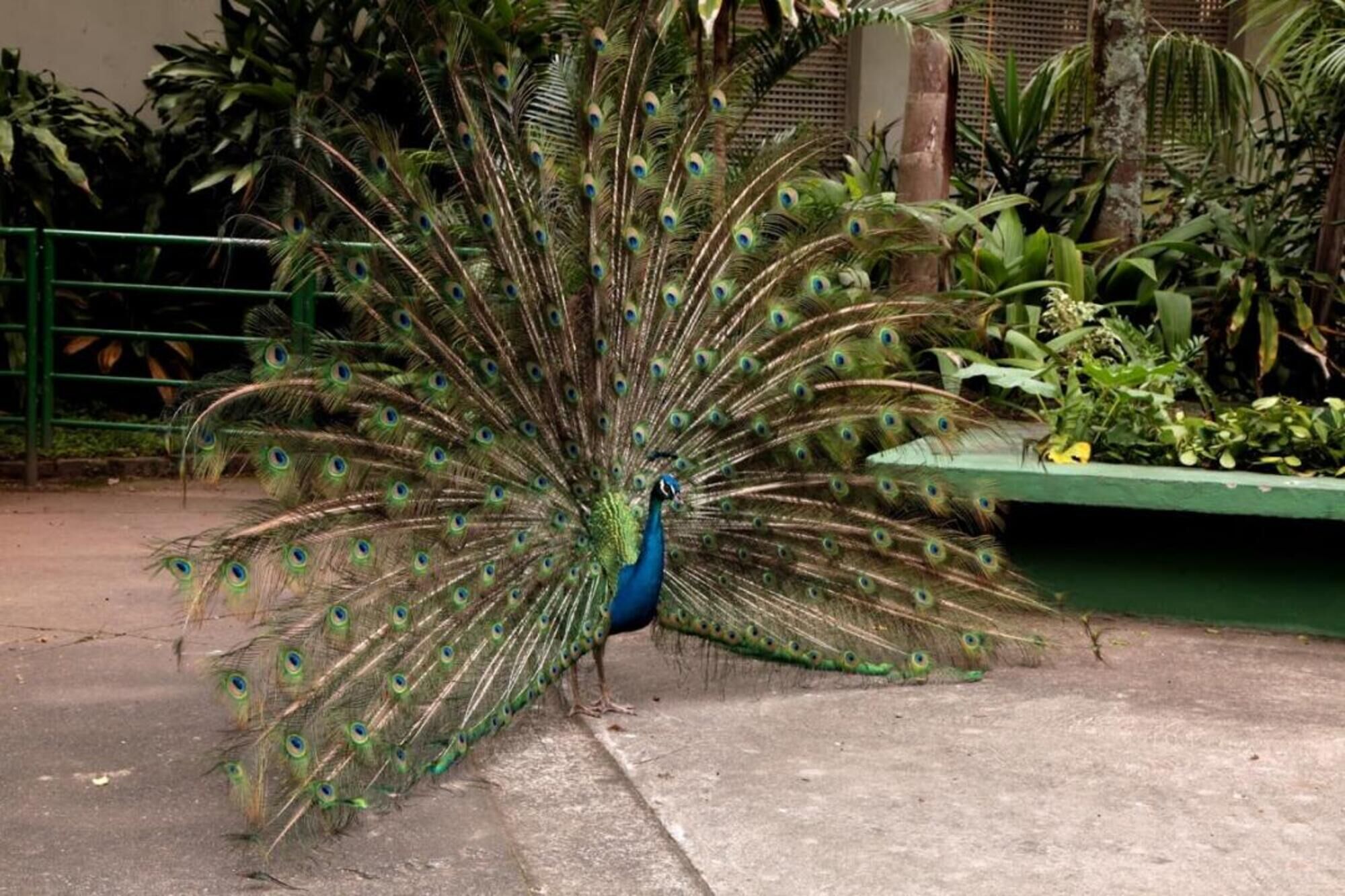 Un pavo real exhibe sus plumajes de cola, posado sobre una superficie de concreto con follaje al fondo.