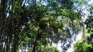 A serene outdoor area with a water feature, surrounded by lush greenery and a traditional building structure. - Santos Linda !! 5 min from the beach ! (SP)