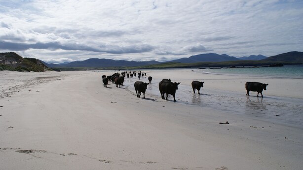 Une plage où un troupeau de vaches se promène le long du rivage.