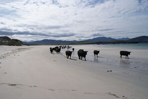 A beach with a herd of cattle walking along the shore.