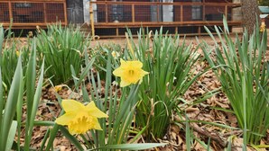 A garden with daffodils and a wooden building with a metal fence in the background. - Secluded Cabin Getaway with Firepit (Greenfield)