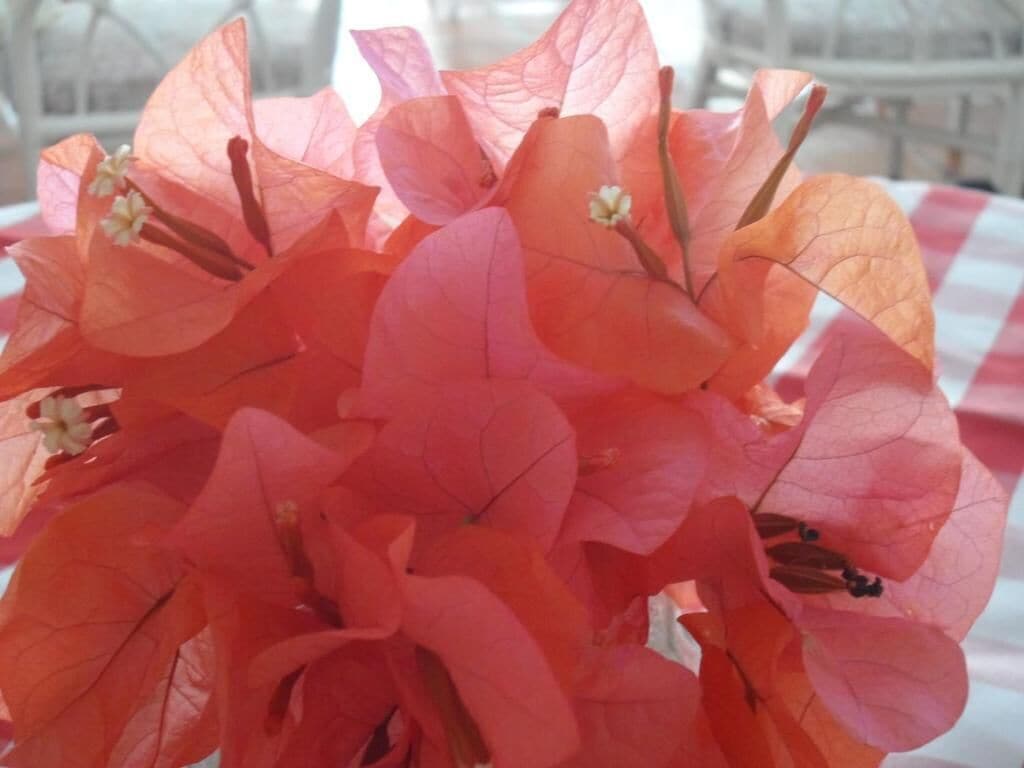 Foto - Hotel PomMarine