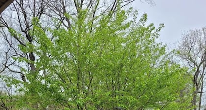 Family and small dogs friendly. Close to interstate, 15 minutes from Nashville