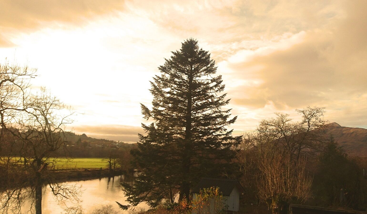 A large evergreen tree in a natural landscape with a body of water and hills in the background.