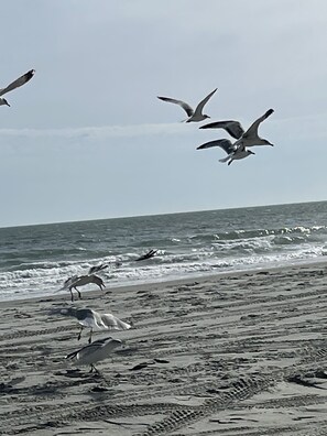 Playa en los alrededores 
