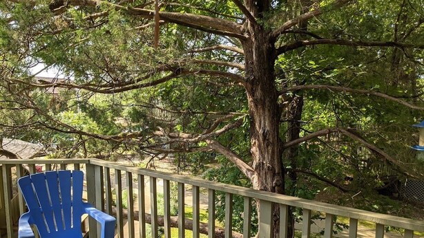 A wooden deck with a blue chair and a large tree. - DOUBLE DECKER CONDO! LARGE GROUPS! NEXT TO CAMPUS! (Oxford)
