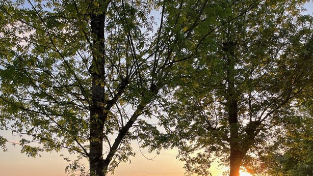 Ein Schwimmbecken, umgeben von üppiger Vegetation und Bäumen, mit Blick auf den Sonnenuntergang im Hintergrund.