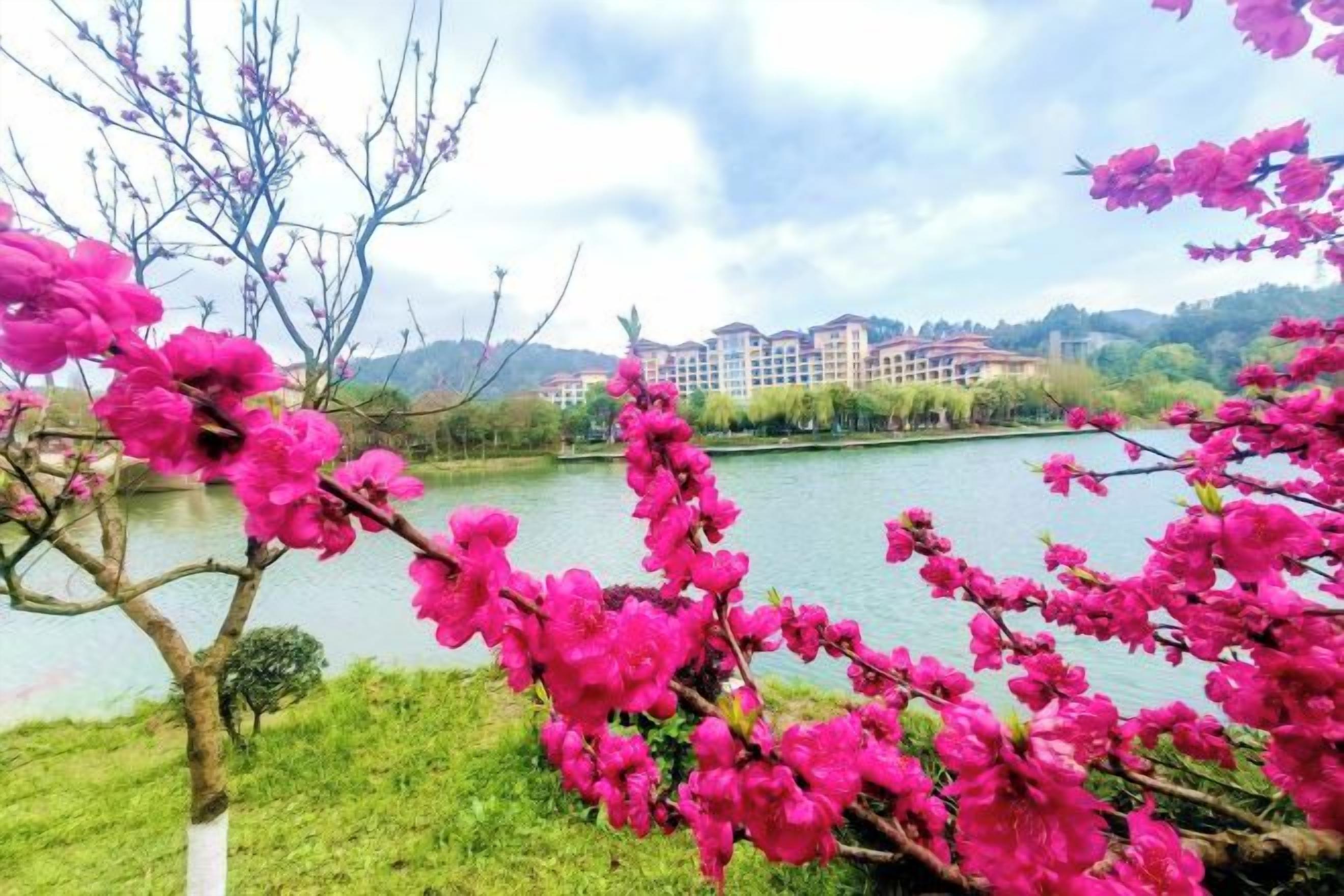 Un río con flores rosadas en primer plano y edificios al fondo.