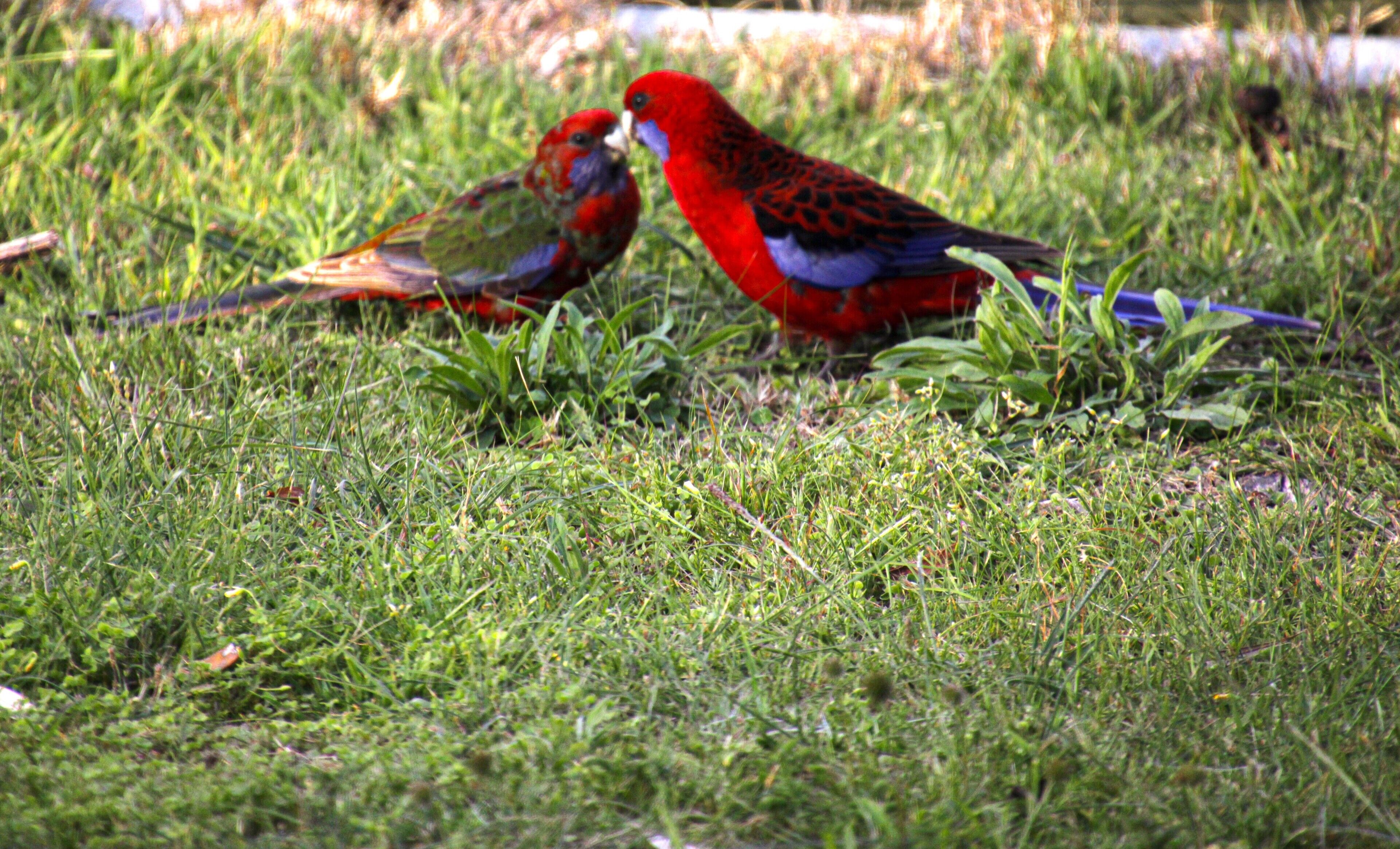 Two parrots on grass.
