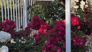 Señal de Claremore House Cottage, una casa de huéspedes, con una cerca de metal blanco y rosales rosados y rojos en flor al fondo.