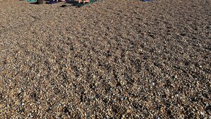 A pebbled beach with people engaging in outdoor activities, surrounded by traditional houses. - Just a stone’s throw from the beach (Walmer)