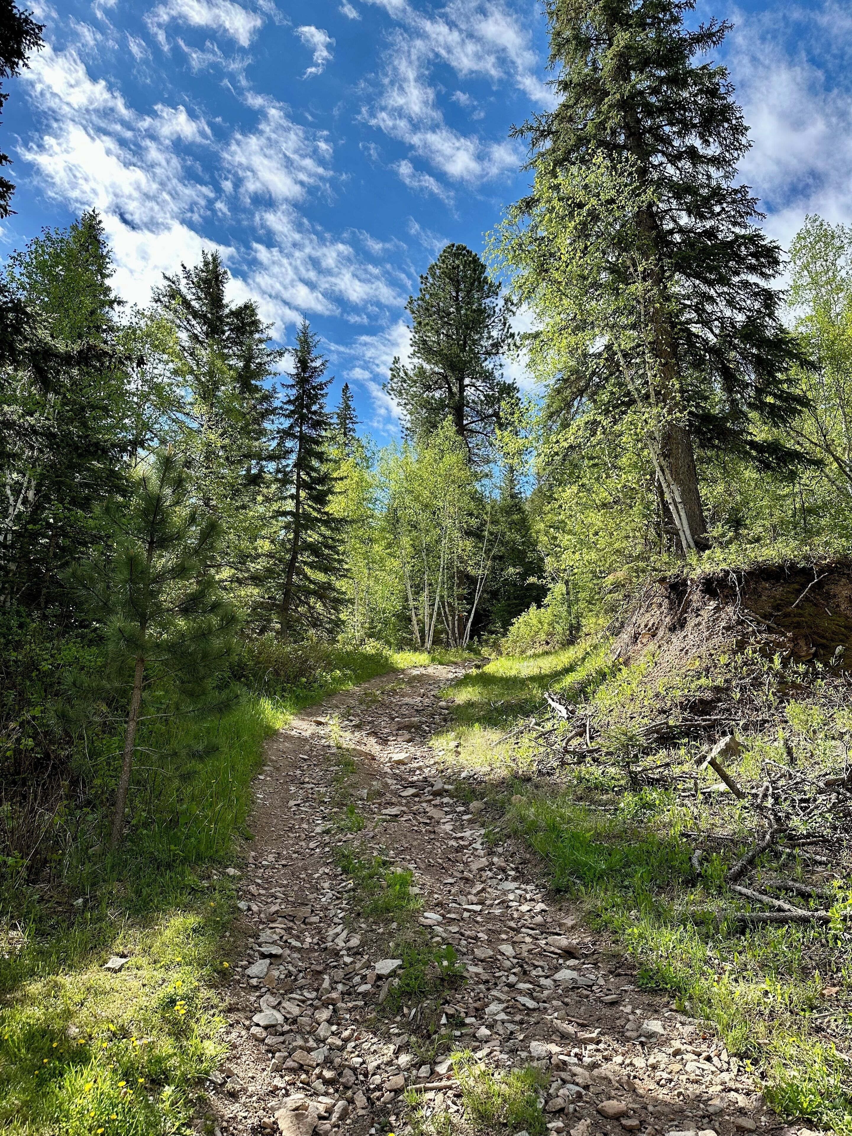 Un sendero para caminatas en un bosque con cielo despejado.