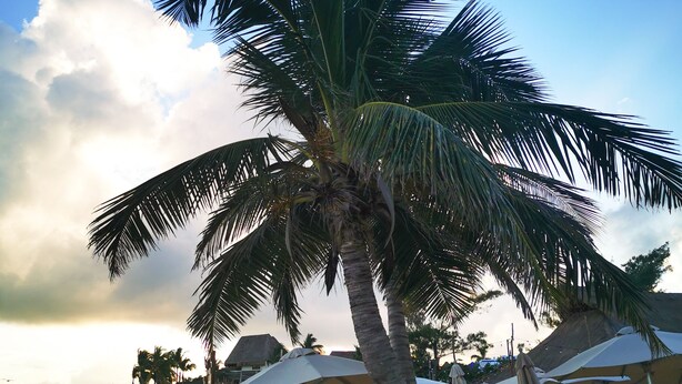 A beach scene with palm trees, beach umbrellas, and people relaxing on the sand. - Ocean Front Boutique (Playa del Carmen)