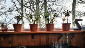 A dining table with plates, cutlery, and glasses, with potted plants on a window sill. - The World of Echozellia - Loft Z (Saint-Germain-des-Champs)