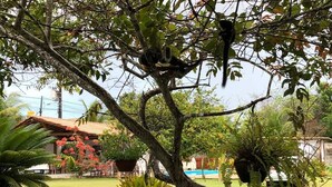 A tree with a bird perched on a branch, a grassy area with plants, and a building with a red roof in the background. - In Trancoso, a beautiful space for up to 35 people. (Trancoso)