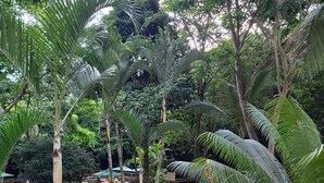 Un exuberante jardín con palmeras, un sendero de piedra y zonas de estar al aire libre.