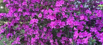Azalea Farmhouse