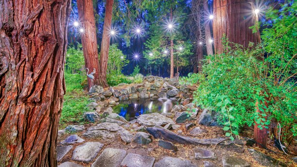 Une zone boisée avec un étang, de grands arbres et des guirlandes lumineuses.