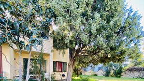 A garden with a stone pathway leading to a building with a tree in the center. - L'avru Di La Canna La Cinta (San Teodoro)