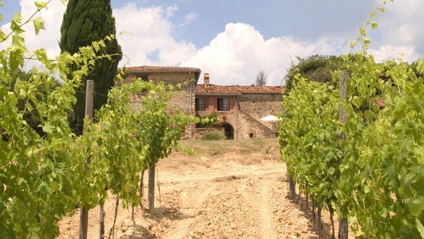 A vineyard with rows of grapevines leading to a stone building with a tiled roof. - Villa Cenerentola (Trequanda)