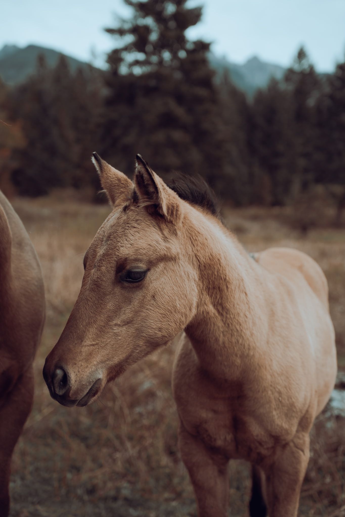 A close-up of a light brown horse with a dark mane and tail, standing in a field with trees and mountains in the background.