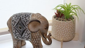 A decorative elephant figurine with intricate patterns and a potted plant with green leaves and red foliage.