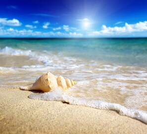 Une scène de plage avec un seul coquillage sur le sable et de douces vagues.