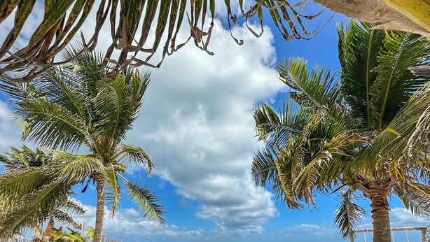 A beach with palm trees, wooden furniture, and a view of the ocean. - Alito Tulum Hotel (Tulum)