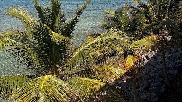 A beach with clear water, palm trees, and distant hills. - Discover Your Island Oasis: St. Thomas Condo (St. Thomas)