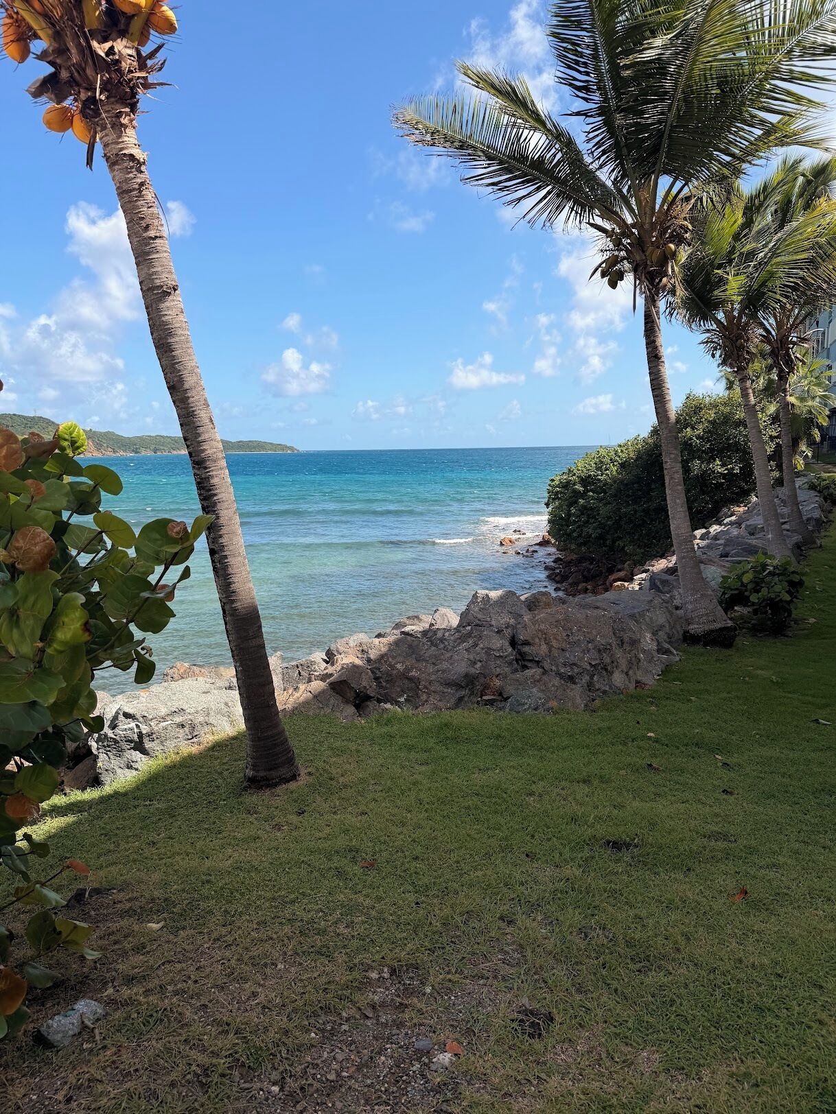 A coastal view with palm trees, a grassy area, and a rocky shoreline.