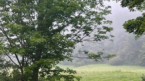 Ein Garten mit rosa Blumen und einem großen Baum.