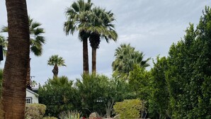 Ein angelegter Garten mit Palmen, Kakteen und verschiedenen Sträuchern.