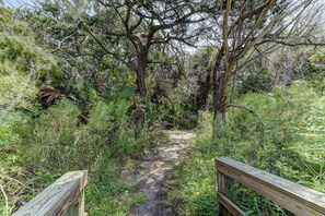 A narrow dirt path surrounded by dense vegetation and trees.