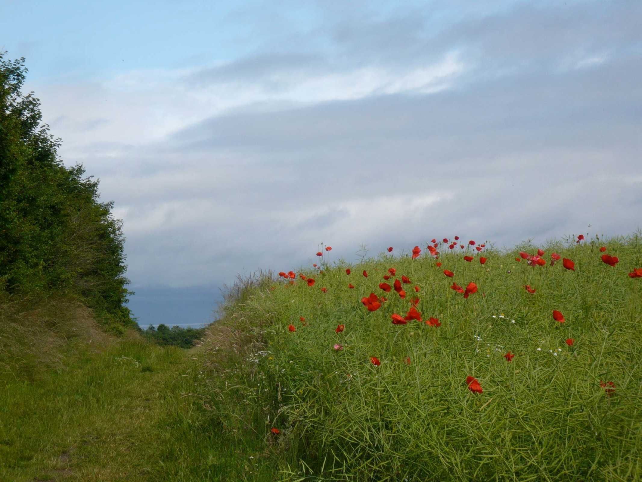 Un champ verdoyant parsemé de fleurs rouges, avec un sentier qui s’enfonce au loin.