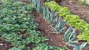 Un potager où l’on cultive des fraises, de la laitue et d’autres légumes à feuilles.