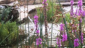 A garden with a pond, surrounded by rocks and various plants.