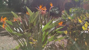 A garden with various plants and trees, including a prominent bird of paradise flower. - Charming studio Terrace-WiFi-Parking- Sea 50m away. (Saint-Mandrier-sur-Mer)
