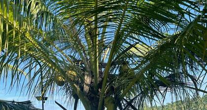 Morning Guest can see Momkeyies and Birds