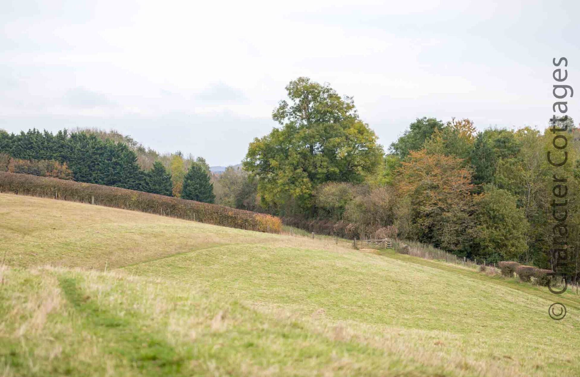 Un paysage rural avec un grand arbre au centre, entouré de champs et d’une clôture.