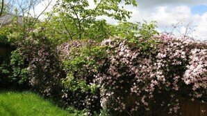 A garden with a variety of flowering plants and trees.
