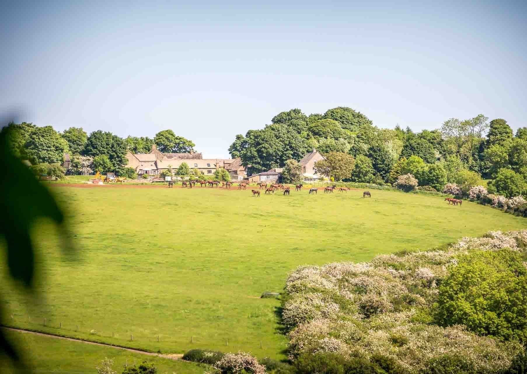 A large green field with a row of houses in the background.