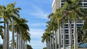A paved pathway lined with tall palm trees and modern buildings. - PALM BAY 5th floor ON THE BEACH 
Sunsets from the open lanai, Two Queen beds.  (Sarasota)