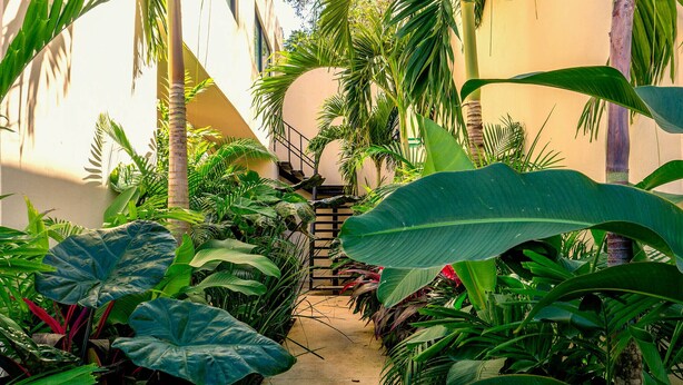 A narrow pathway flanked by lush tropical plants leading to a staircase. - Mayanah Condohotel Bacalar (Bacalar)