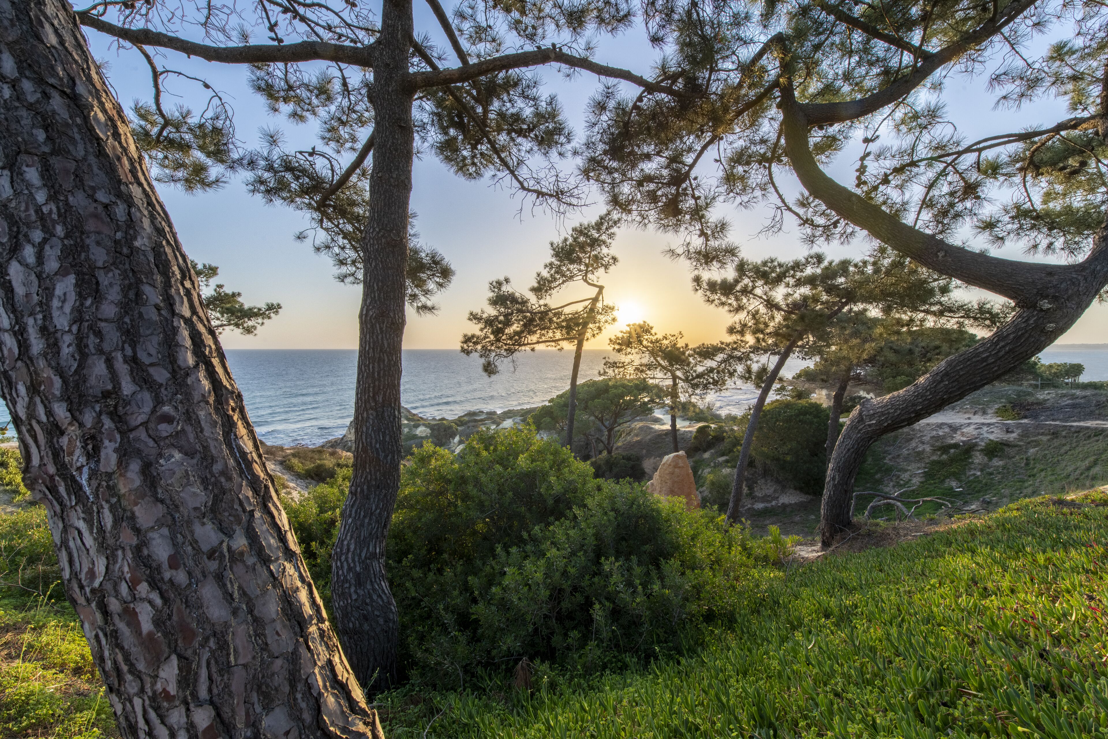 A coastal landscape with trees, grass, and a view of the sea.