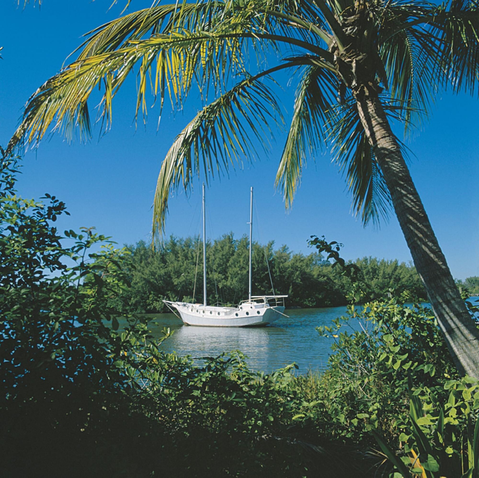 A white boat anchored near a palm tree by a calm body of water, surrounded by lush greenery.