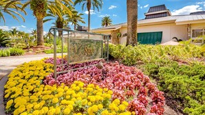 Un jardin agrémenté de fleurs jaunes et roses, de palmiers et d’un bâtiment sur lequel on peut lire l’inscription « SPA ».