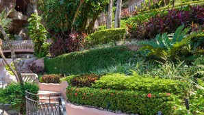 Un exuberante jardín con diversas plantas y un banco de piedra.