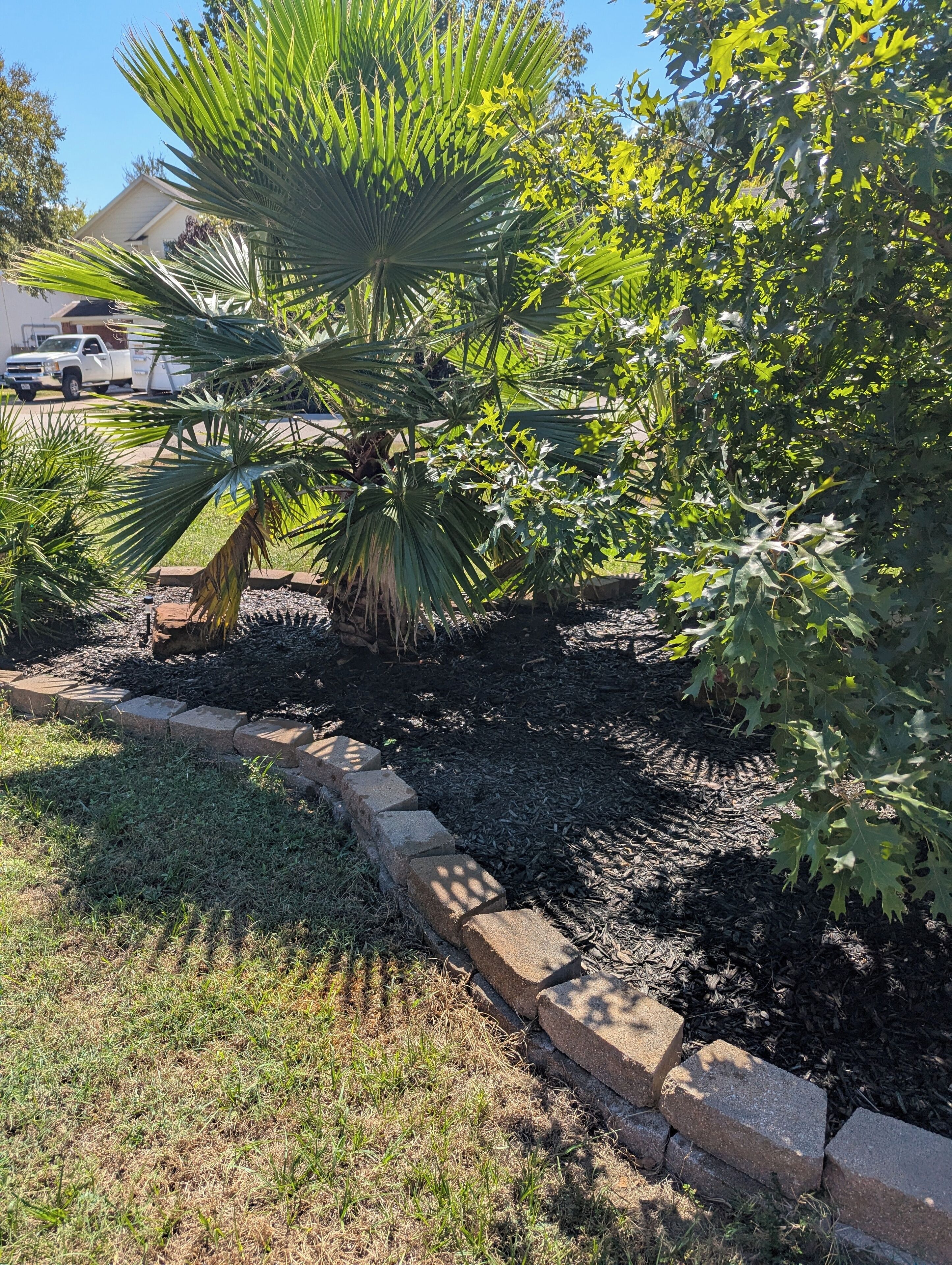 A garden with a palm tree, a hedge, and a brick border.