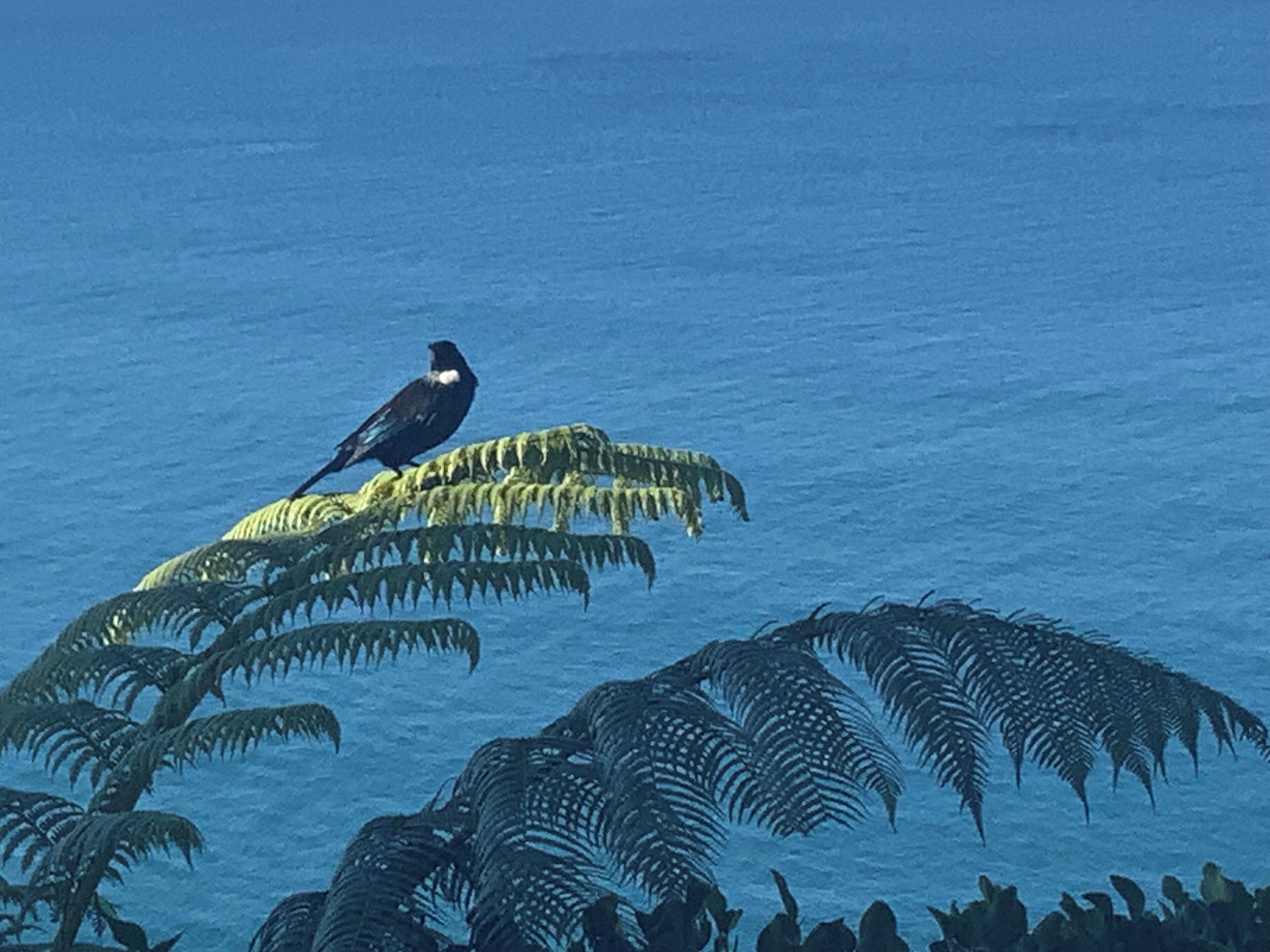 Un pájaro posado en una rama de helecho.