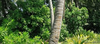 The Rose Garden House in Hithadhoo, Addu City, Maldives